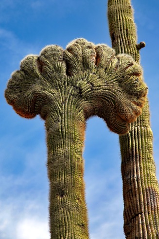 Granite Mountain Park, Scottsdale, AZ.